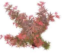 Japanse Esdoorn (Acer Palmatum 'Shaina') -Garden Plants Series Store wep 9888