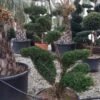 Taxus Als Bonsai (Taxus Baccata) -Garden Plants Series Store whatsapp image 2021 10 04 at 11.54.17 1