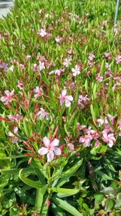 Roze Oleander (Nerium Oleander) -Garden Plants Series Store whatsapp image 2022 06 09 at 10.59.18 am