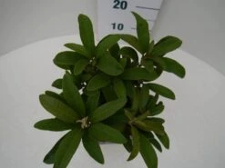 Rhododendron (Rhododendron 'Wilgen's Ruby') -Garden Plants Series Store wilgens ruby c2 boven