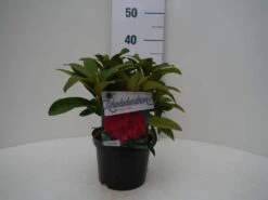 Rhododendron (Rhododendron 'Wilgen's Ruby') -Garden Plants Series Store wilgens ruby c2 voor 1