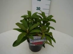 Rhododendron (Rhododendron 'Wilgen's Ruby') -Garden Plants Series Store wilgens ruby c2 zij 1
