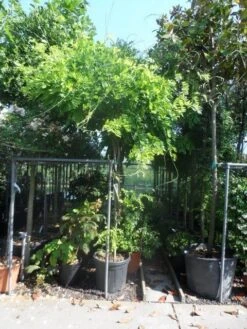 Blauwe Regen Als Boom (Wisteria Sinensis 'Prolific') 11 Blauwe Regen Als Boom (Wisteria Sinensis 'Prolific') -Garden Plants Series Store wisteria 10 12ho cont