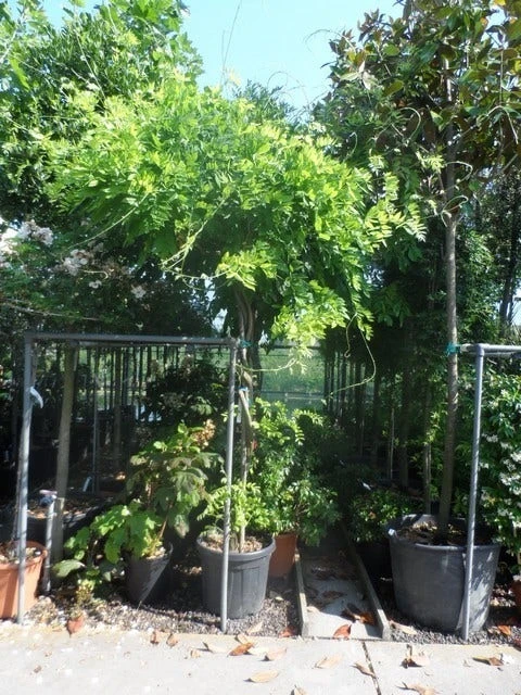 Blauwe Regen Als Boom (Wisteria Sinensis 'Prolific') 5 Blauwe Regen Als Boom (Wisteria Sinensis 'Prolific') - Image 3