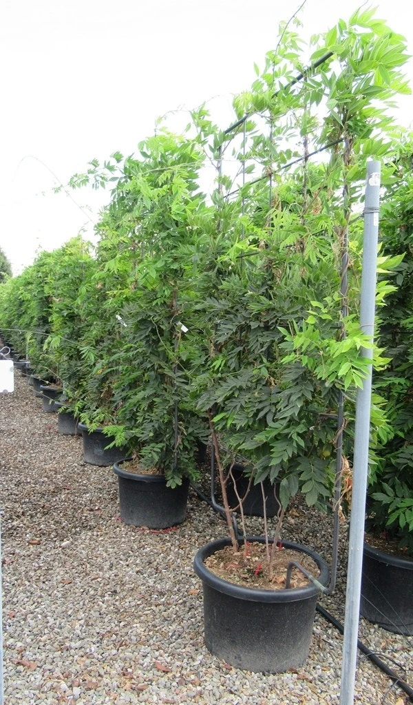 Blauwe Regen Als Leivorm (Wisteria Brachybotrys 'Yokohama Fuji') 9 Blauwe Regen Als Leivorm (Wisteria Brachybotrys 'Yokohama Fuji') - Image 7