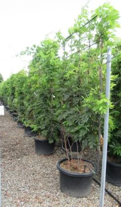 Blauwe Regen Als Leivorm (Wisteria Brachybotrys 'Yokohama Fuji') -Garden Plants Series Store wisteria 110x180 leivorm 2