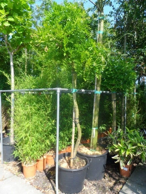 Blauwe Regen Als Boom (Wisteria Sinensis 'Prolific') 4 Blauwe Regen Als Boom (Wisteria Sinensis 'Prolific') - Image 2