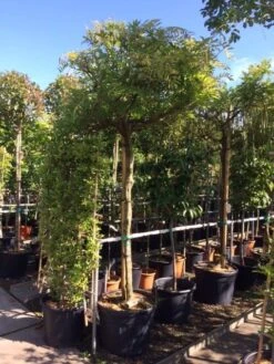 Blauwe Regen Als Boom (Wisteria Sinensis 'Prolific') 12 Blauwe Regen Als Boom (Wisteria Sinensis 'Prolific') -Garden Plants Series Store wisteria boom blauw 16 18