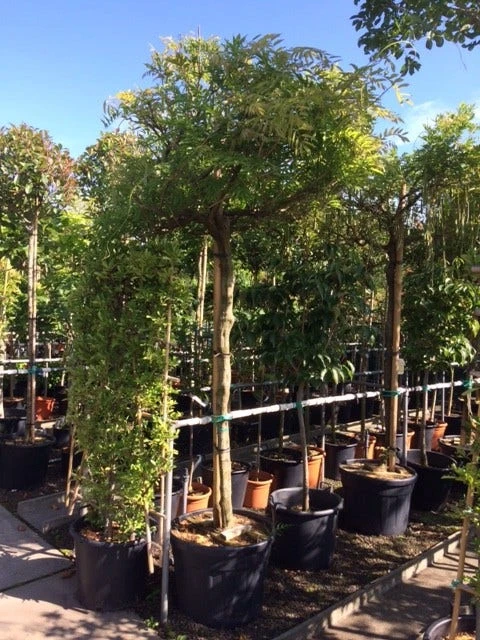 Blauwe Regen Als Boom (Wisteria Sinensis 'Prolific') 6 Blauwe Regen Als Boom (Wisteria Sinensis 'Prolific') - Image 4