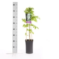 Japanse Blauwe Regen, Wit (Wisteria Floribunda 'Alba') 11 Japanse Blauwe Regen, Wit (Wisteria Floribunda 'Alba') -Garden Plants Series Store wisteria floribunda alba 1