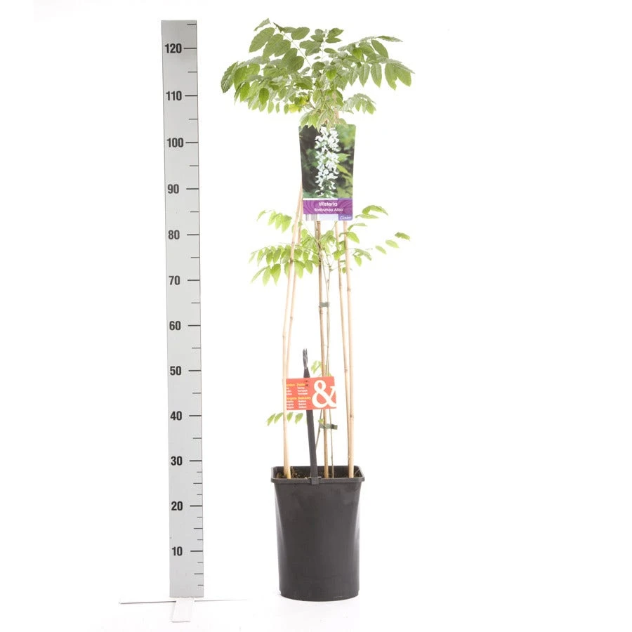 Japanse Blauwe Regen, Wit (Wisteria Floribunda 'Alba') 6 Japanse Blauwe Regen, Wit (Wisteria Floribunda 'Alba') - Image 4