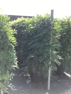 Blauwe Regen Als Leivorm (Wisteria Brachybotrys 'Yokohama Fuji') 14 Blauwe Regen Als Leivorm (Wisteria Brachybotrys 'Yokohama Fuji') -Garden Plants Series Store wisteria lage leivorm 2 1