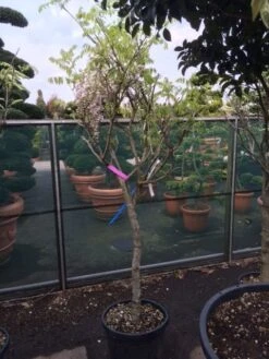 Blauwe Regen Als Boom (Wisteria Sinensis 'Prolific') 13 Blauwe Regen Als Boom (Wisteria Sinensis 'Prolific') -Garden Plants Series Store wisteria rose alleen als halfstam 1
