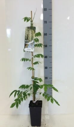 Japanse Blauwe Regen, Wit (Wisteria Floribunda 'Alba') 15 Japanse Blauwe Regen, Wit (Wisteria Floribunda 'Alba') -Garden Plants Series Store wisteria sin. alba 80 100 c2 1