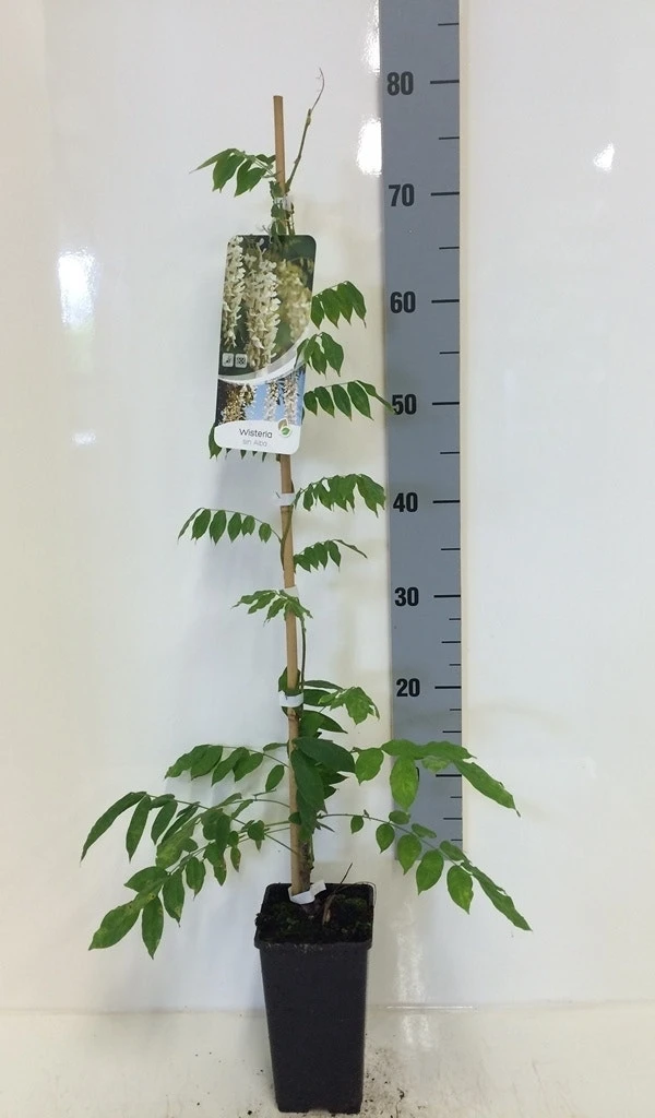 Japanse Blauwe Regen, Wit (Wisteria Floribunda 'Alba') 9 Japanse Blauwe Regen, Wit (Wisteria Floribunda 'Alba') - Image 7