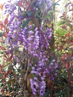 Blauwe Regen (Wisteria Sinensis 'Prolific') -Garden Plants Series Store wisteria sin. prolific 3