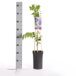 Blauwe Regen (Wisteria Sinensis) -Garden Plants Series Store wisteria sinensis