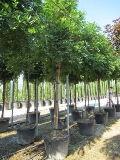 Blauwe Regen Als Boom (Wisteria Sinensis 'Prolific') 15 Blauwe Regen Als Boom (Wisteria Sinensis 'Prolific') -Garden Plants Series Store wisteria sinensis prolific 16 18