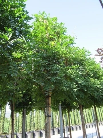 Blauwe Regen Als Boom (Wisteria Sinensis 'Prolific') 8 Blauwe Regen Als Boom (Wisteria Sinensis 'Prolific') - Image 6