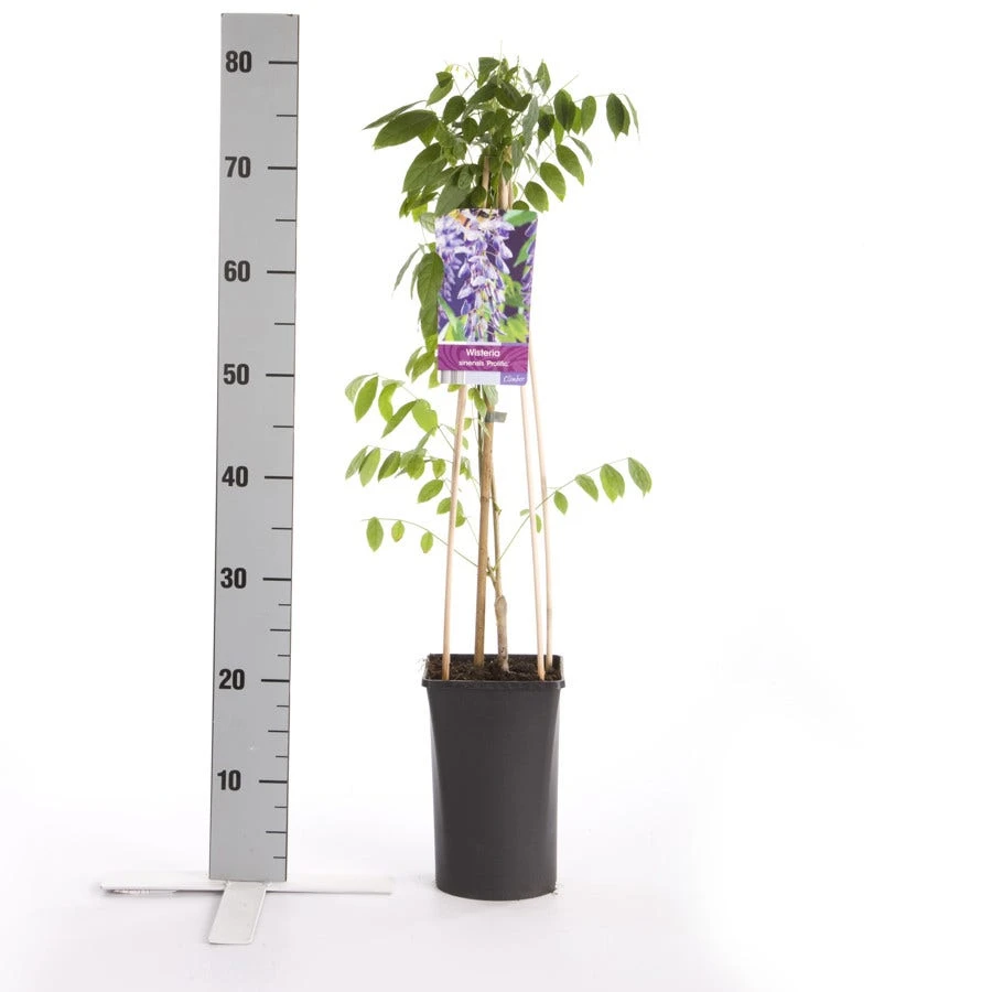 Blauwe Regen (Wisteria Sinensis 'Prolific') 7 Blauwe Regen (Wisteria Sinensis 'Prolific') - Image 5