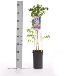 Blauwe Regen (Wisteria Sinensis 'Prolific') -Garden Plants Series Store wisteria sinensis prolific