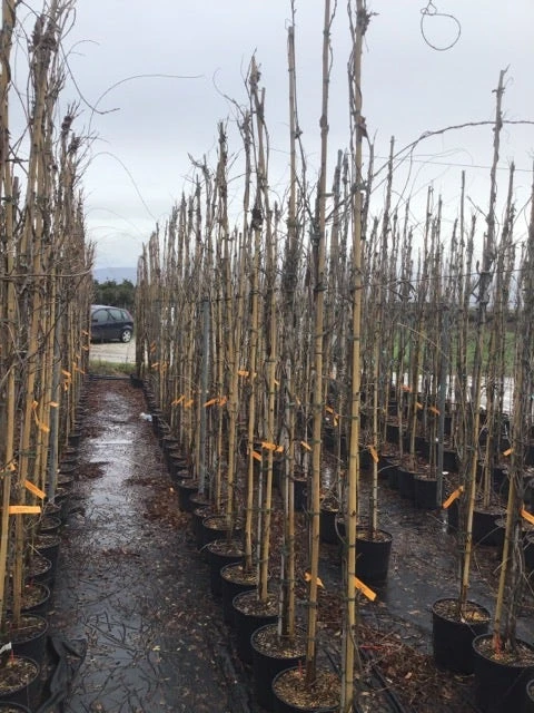 Blauweregen (Wisteria Sinensis 'Caroline') 4 Blauweregen (Wisteria Sinensis 'Caroline') - Image 2