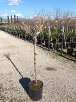 Blauwe Regen Als Halfstam (Wisteria Floribunda 'Issai') -Garden Plants Series Store wisteriaflorissaihalfstam02