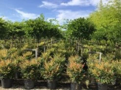 Blauwe Regen Als Halfstam (Wisteria Floribunda 'Issai')