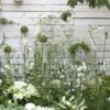 Borderpakket Witte Border -Garden Plants Series Store witte border moh 0615 6824