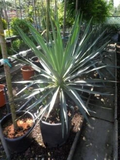 Palmlelie (Yucca Gloriosa) -Garden Plants Series Store yucca gloriosa 100 125 c50 1