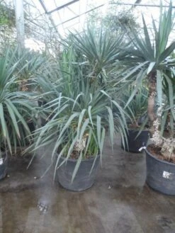 Palmlelie (Yucca Gloriosa) -Garden Plants Series Store yucca gloriosa 140 160 1