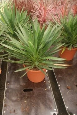 Palmlelie (Yucca Gloriosa) -Garden Plants Series Store yucca gloriosa 2 1