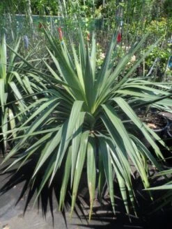 Palmlelie (Yucca Gloriosa) -Garden Plants Series Store yucca gloriosa 80 100 c35 1