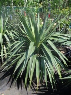 Palmlelie (Yucca Gloriosa) -Garden Plants Series Store yucca gloriosa 80 100 c35 1 1