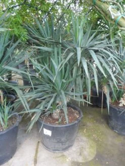 Palmlelie (Yucca Gloriosa) -Garden Plants Series Store yucca gloriosa boomvorm c130