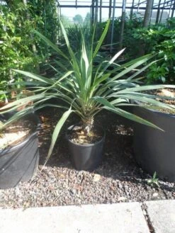 Palmlelie (Yucca Gloriosa) -Garden Plants Series Store yucca gloriosa c12 15 1