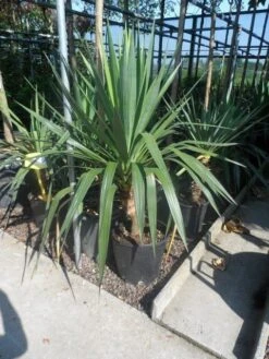 Palmlelie (Yucca Gloriosa) -Garden Plants Series Store yucca gloriosa c20 60 80 1