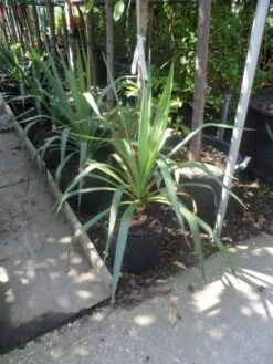 Palmlelie (Yucca Gloriosa) -Garden Plants Series Store yucca gloriosa c7 10 1