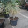 Palmlelie (Yucca Rostrata) -Garden Plants Series Store yucca rostrata 70stam c70