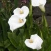 Moerasaronskelk (Zantedeschia Aethiopica)