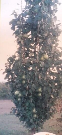 Zuil-peer (Pyrus Communis 'Obelisk') -Garden Plants Series Store zuil peer pyrus communis obelisk pyrus communis obelisk c8d 2 1