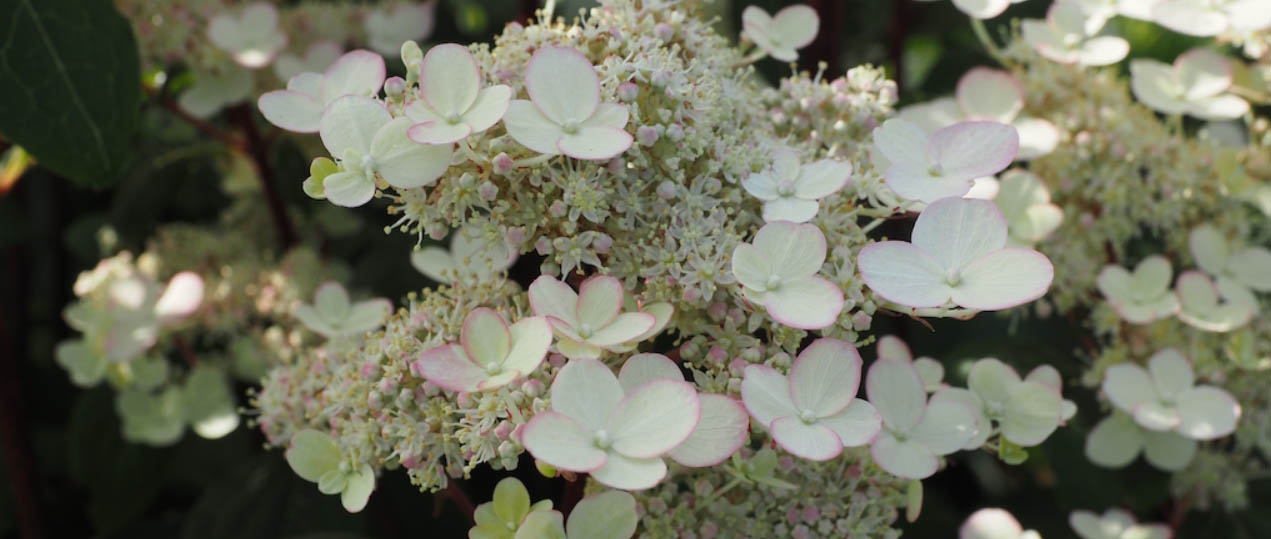 Garden Plants Series Store -Garden Plants Series Store ERTGYRTY